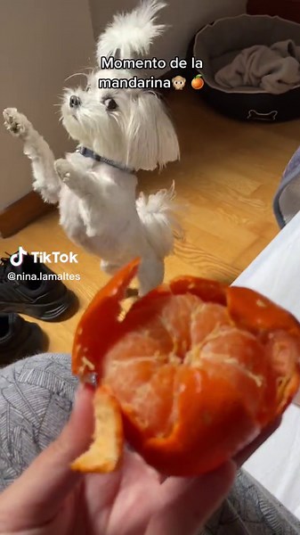 ¿Los perros pueden comer mandarina?