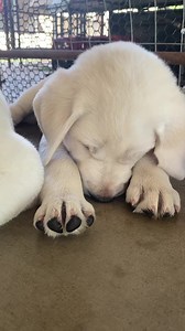 GOODNIGHT 🥹🥰🐾🐶 #puppy | Life With Labradors