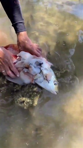He Opened a Giant Cuttlefish… What Was Inside Shocked Everyone! 😱