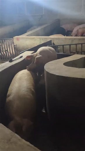 PiggFarming on Instagram: "3 Ways to Raise Pigs for BIG Farmhouse Profits! 🐷💰 Want to turn pig farming into a highly profitable business? In this video, we’ll show you three powerful ways to raise pigs in a farmhouse setting and maximize your earnings. Whether you’re just starting out or already farming, these practical tips will help you boost your farm’s profitability while ensuring your pigs grow healthy and strong. We’ll cover: ✅ The best pig breeds for fast growth and high returns ✅ Feedi