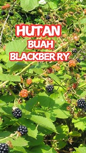 “BlackBerry Liar di Hutan, Buah Kecil dengan Rasa Menggoda!” | Kembar punya MAMA