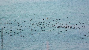 Birds of Ukraine. The Eurasian coot (Fulica atra), also known as coot.