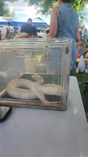 Mom's Biggest Fear Was Waiting at the Petting Zoo Entrance! 😂🐍 #snake