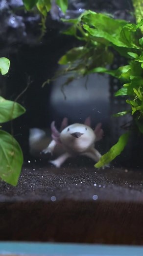 244K views · 6.9K reactions | Feeding my Axolotl 缾 | Aquarium Info | Facebook