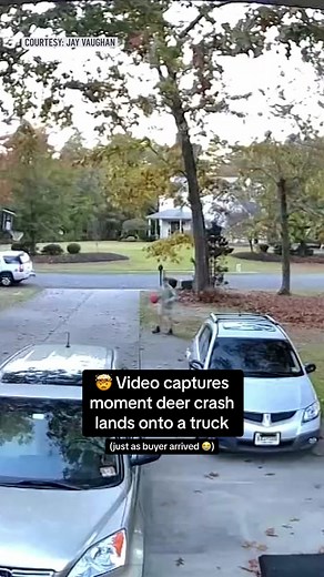 WOW! Viral video captured the moment a leaping deer jumped over a car and crash landed onto a truck -- just as a man was about to sell it. ⁠ .⁠