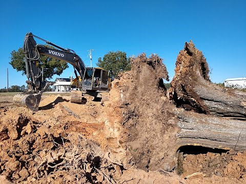 Taking Down My Biggest Tree Ever!
