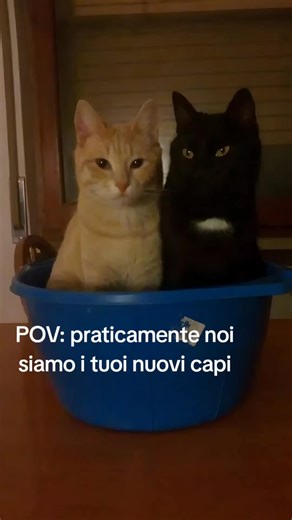 Chi ha uno o più gatti lo sa 😹 mi sbaglio? #gatti #cat #perte #fyp #pet