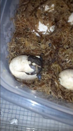 Turtles hatching
