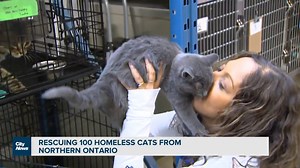 Moving 100 cats from northern Ontario