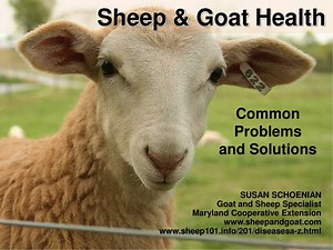 Sheep &amp; Goat Health - SlideServe