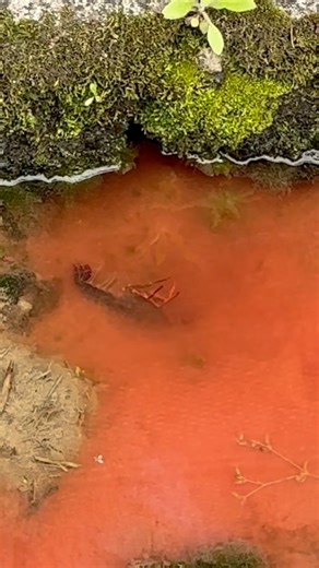 これ どうゆう状況？？？🤔 ザリガニ🦞の 🩸って赤くないらしいけど・・ Mystery
