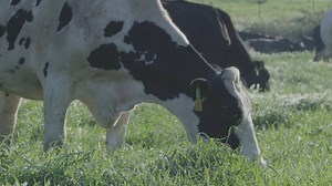 We do one thing and we do it really well: producing the cleanest milk in California. As we celebrate our Moonumental 100-year anniversary, we continue to commit to elevating dairy to new heights in quality through our rigorous standards and by only working with family farms that we can trust. #ChooseClo #Quality | Clover Sonoma