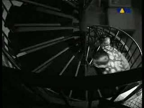 Tymon And Transistors Biały miś