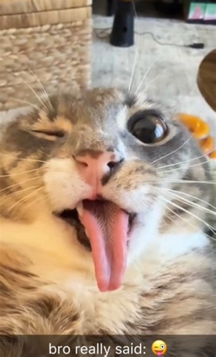 Welcome to Catcore 😼 | Cool Cats, Random Vibes, Pure Energy #shorts