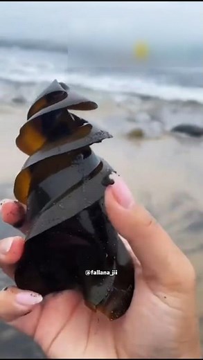 ये अंडा alien शिप जैसा दिखता है | Horn Shark eggs