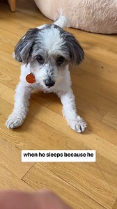 Rescue City  on Instagram: "Loui is all heart and no teeth 﫢懶. Hurry and apply to adopt this Cavapoo at rescuecity.nyc/adopt"