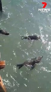 A cheeky trio stopping for a friendly chat at Semaphore Jetty, snapped by 7NEWS viewer Justin Nickson. Share your weather videos and photos in the 7NEWS Adelaide Weather Videos and Photos group. www.7NEWS.com.au #Semaphore #7NEWS | 7NEWS Adelaide
