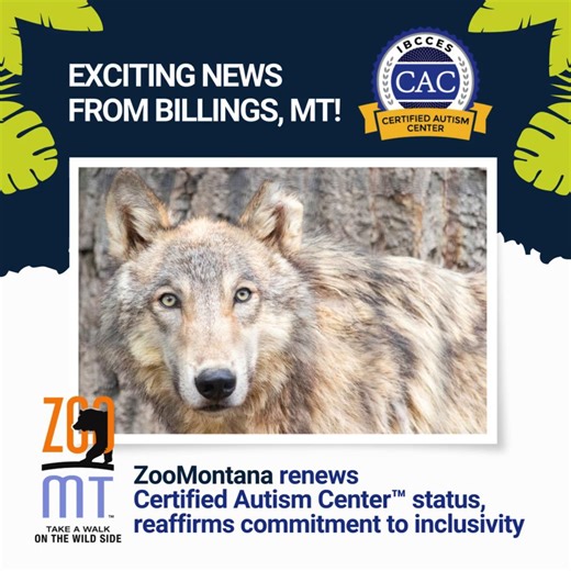 ✨ Discover natural wonders at ZooMontana! The zoo has renewed its Certified Autism Center™ status, ensuring a warm welcome for autistic and sensory-sensitive visitors. Since 2022, ZooMontana has proudly held the Certified Autism Center™ designation from IBCCES, steadfast in its mission to enhancing accessibility options for visitors. 🐻🦊 ZooMontana recently completed its construction of the Foster Waterfowl Refuge, which is designated to be a natural flythrough for migrating waterfowl. It featu