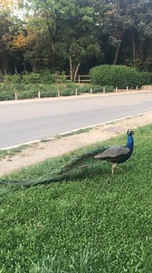 #alicevlog | Alice Vlog