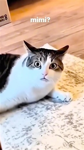 Funny Cat Videos😂#funny #cat #funnycats#usa