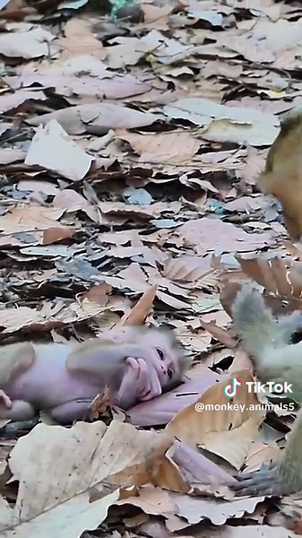Entertaining Monkey Videos: Joyful Moments with Pet Monkeys