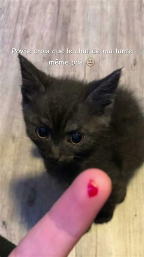 Sale chat aigri la 🫵