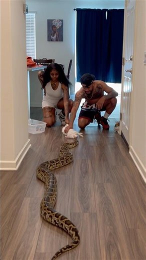 Why You Shouldn't Ask Your Girlfriend To Feed Your GIANT Snake! 😅🐍 #reptile #snake #shorts
