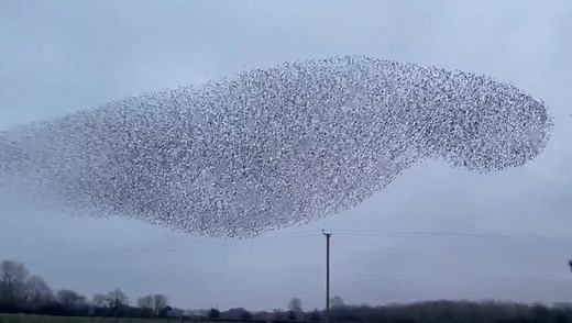113K views · 4K reactions | THE WONDER OF NATURE - TONIGHT’S AMAZING VIDEO INCREDIBLE STARLING MURMURATION MAKES A MESMERISING SHAPE IN THE SKIES The starlings are back tonight, near Driffield in the East Riding of Yorkshire. What a spectacle! | Driffield & Wolds Weekly | Facebook