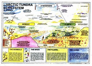 Chapter 7 Rachel Carson