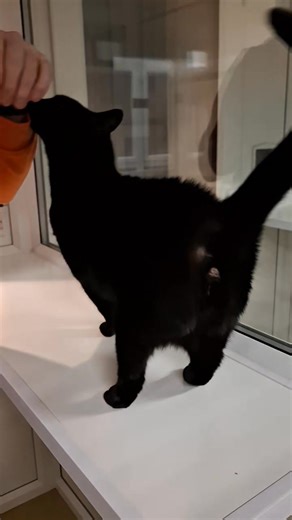 *Adopted* Peek-a-Boo is also wanting a new human slave for 2026. Shes so pretty and affectionate... If you are interested in adopting any of our animals, please complete an enquiry form https://forms.gle/HtVo9pYXojVwwzzq7 💚 | East Coast Pet Rescue