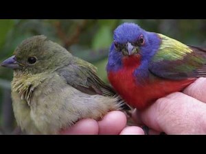 Wild About Painted Buntings, Part 1 Banding