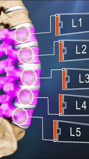 Did you know your lower back consists of five vertebrae labeled L1 through L5? | Spine-health