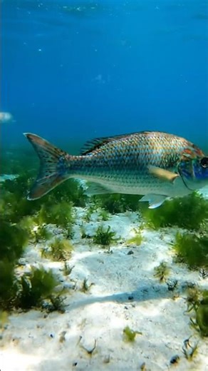 🤯 Betta Fish Secrets REVEALED! You Won't Believe #1! 🐠✨