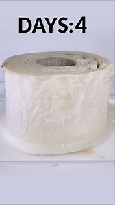Decomposing Toilet paper🧻 Timelapse | Time Treats