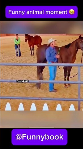 This Cat Will Make You Laugh Nonstop! 😂#funny #funnypets #animals #viral #funnyanimals