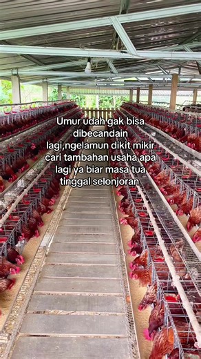 Usaha Ternak Ayam Petelur untuk Masa Depan