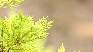 Juniperus chinensis, the Chinese juniper is a species of plant in the cypress family Cupressaceae, native to China, Myanmar, Japan, Korea and the Russian Far East.