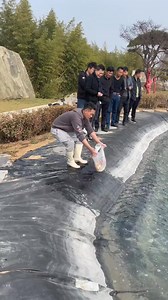 37M views · 391K reactions | The farmer Somewhere in japan koi farm Wdyt? #koi #fish | KOI Fans | Facebook