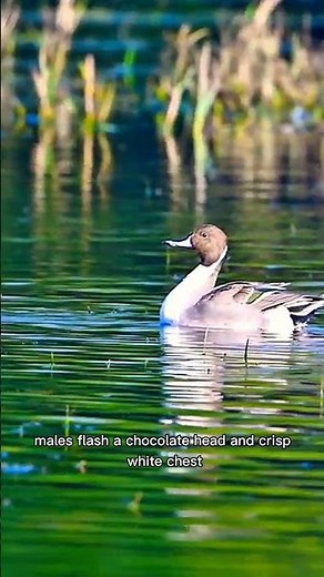 Graceful Pintail Duck Caught in Stunning Motion | Nature’s Beauty in 30 Seconds