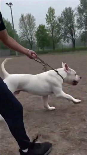 bitbull dog running with me vlog #bitbull #pitbulldog #dog #dogshorts #dogs #doglife