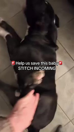 Sending all the love to Cash & his family as they deal with his epilepsy ❤️ check out our bio to support Cash’s family with his medications 🐾 #doglover #dogmom #dogdad #hopecore #gofundme