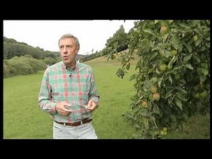 Kleine Kräuterkunde: Apfel