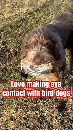 German Wirehaired Pointer: Ultimate Hunting Dog #germanwirehairedpointer