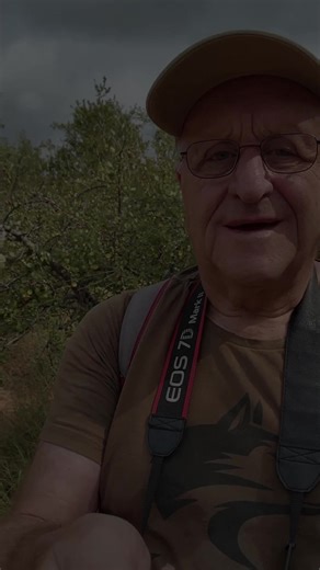 Exploring Commiphora africana: Poison-grub Corkwood Tree