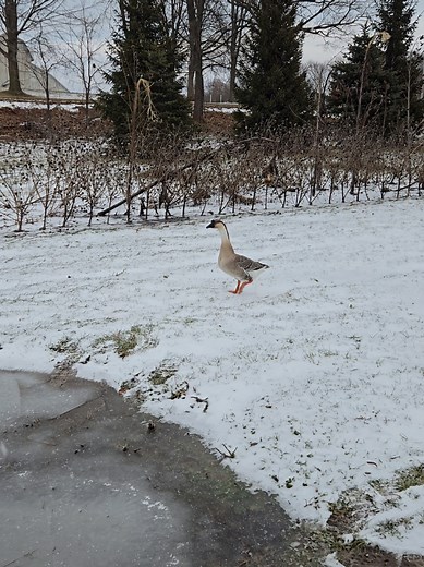 The Flying Abilities of Domestic Geese