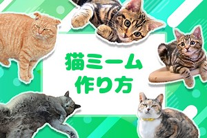 【無料】猫ミームの作り方とおすすめ動画編集アプリ ５ 選【2025年最新版】