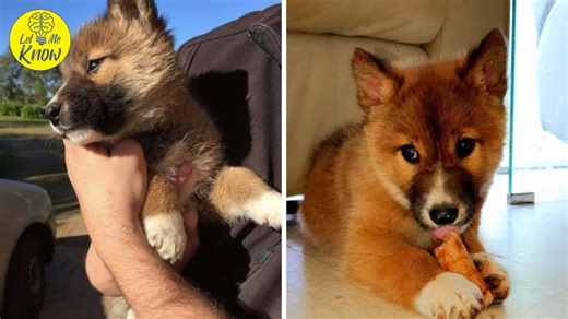 Woman Rescues What She Thinks Is a Fox or Pup, Only He Turns Out to Be an Endangered Species