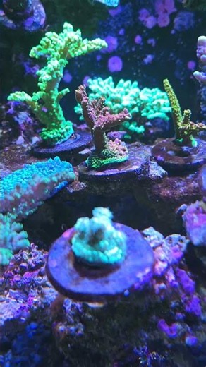 xr15's are decent #ecotechmarine #aquaillumination #reeftank #acropora #redsea #cadycorals