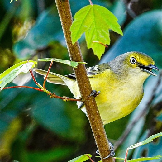 How to identify a white-eyed vireo
