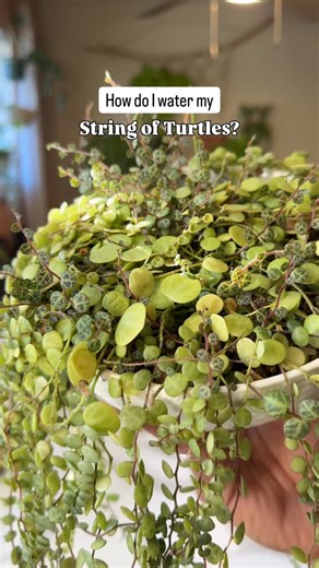 Jazmin | Plant Life Living🌱 | And I really do drown my String of Turtles when I water her. Lately I am doing this every 3 weeks or so, when the soil is completely dry.... | Instagram